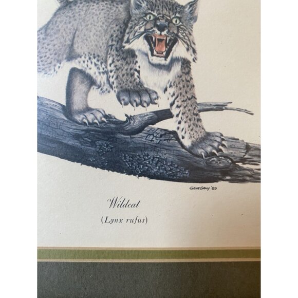 Vintage 1969 Kentucky Wildcat Lynx Rufus Print By Gene Gray Framed Art - Picture 3 of 6